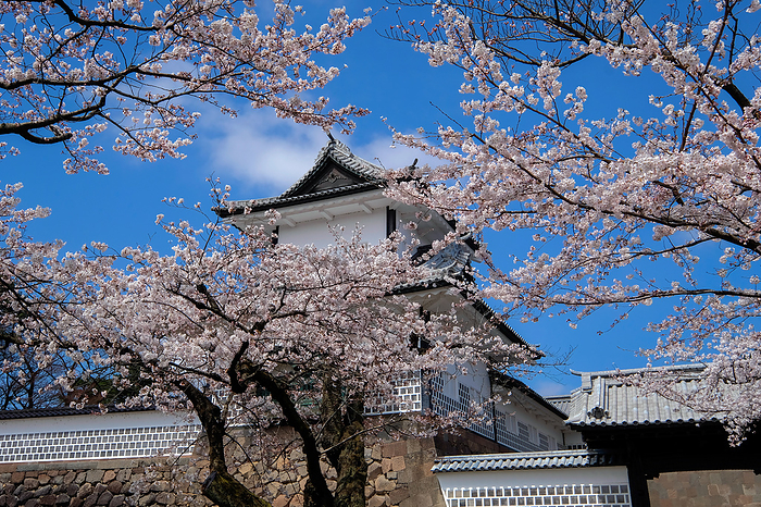 Ishikawa Gate of Kanazawa Castle and cherry blossoms