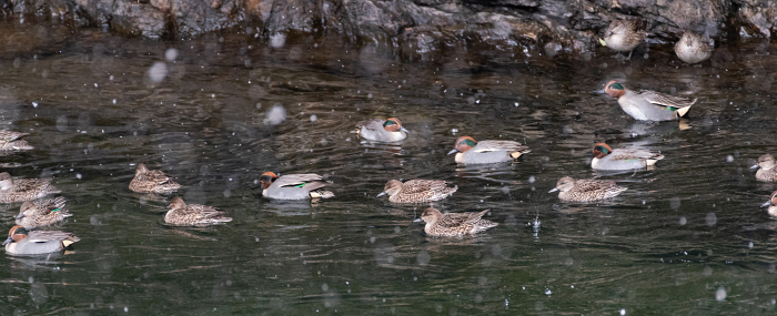 A flock of ducks swimming in the snow