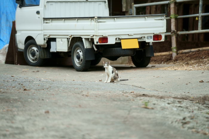 Cute cat in front of the truck.