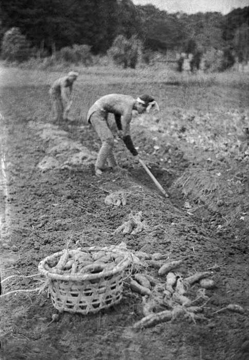 Farmers harvesting sweet potatoes Farmers harvesting sweet potatoes, September 1946, photo by a member of the Photography Department.  Sun Photo Newspaper