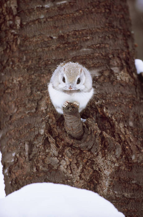 Pteromys volans orii (subspecies of the Siberian flying squirrel, endemic to Hokkaido)