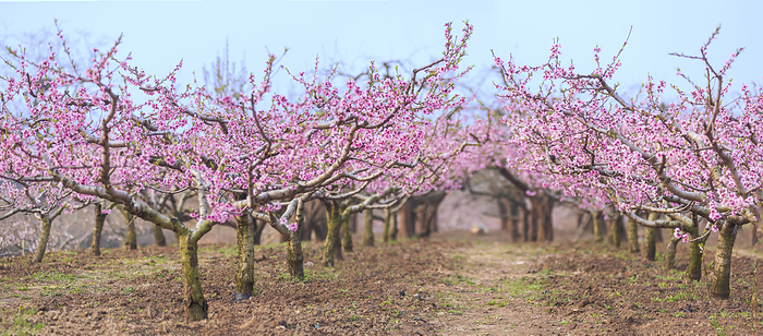Peach trees peach blossom in full bloom spring spring scenery garden spring flowers bloom,China,shandong