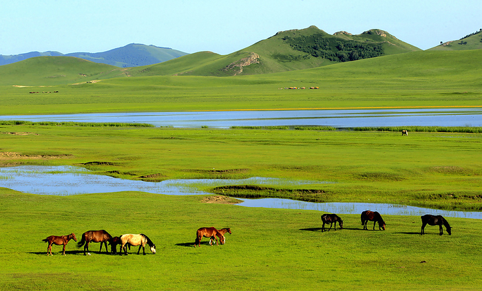 System in Inner Mongolia hexigten WuLanBu grassland Abraham dam Beijing garden landscape plants,China,Inner Mongolia