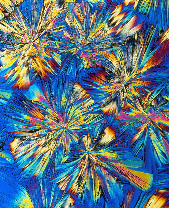 adrenalin PLM of crystals of the hormone adrenaline Adrenaline. Polarized light micrograph of crystals of adrenaline  epinephrine . This is a hormone produced in the adrenal glands above the kidneys. Adrenaline is normally present in blood in small quantities. However, in times of stress large quantities are secreted into the blood  stream. Adrenaline widens the airways of the lungs, constricts small blood vessels and liberates sugar stored in the liver. This makes the muscles work harder and produce a  fight or flight  response. Adrenaline used as a drug expands the bronchioles in acute asthma attacks, or to stimulate the heart in cases of anaphylactic shock. Magnification: x17.5 at 6x7cm size. magnification: x30 at 4x5 inch size., by ALFRED PASIEKA   SCIENCE PHOTO LIBRARY