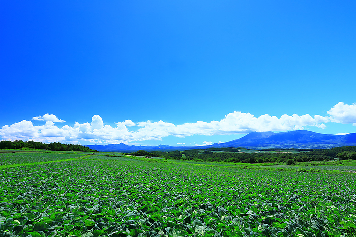 Highland Cabbage and Mt. Asama Tsumakoi Village, Gunma Prefecture