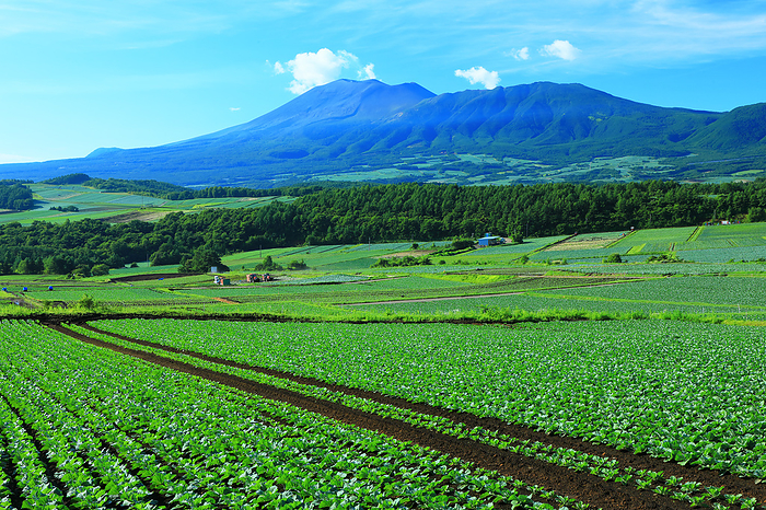 Highland Cabbage and Mt. Asama Tsumakoi Village, Gunma Prefecture