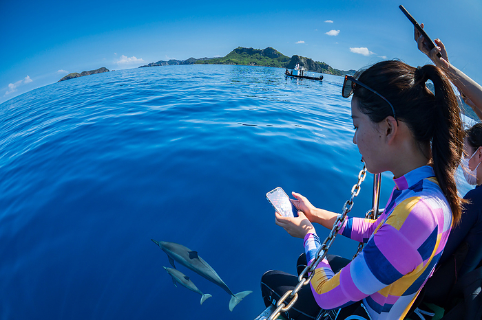 Ogasawara Woman taking pictures of dolphins with her smartphone Long beaked dolphin watching 