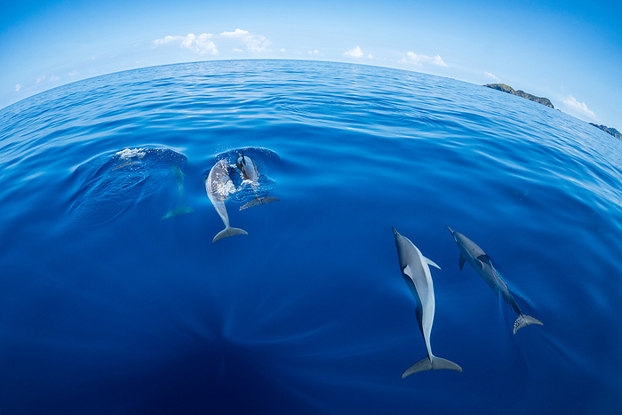 Ogasawara Long-beaked dolphin swimming at the bow of a boat