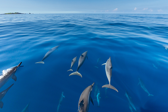 Ogasawara Long beaked dolphin swimming at the bow of a boat Bottlenose dolphin watching Correction of a picture taken with a fisheye lens