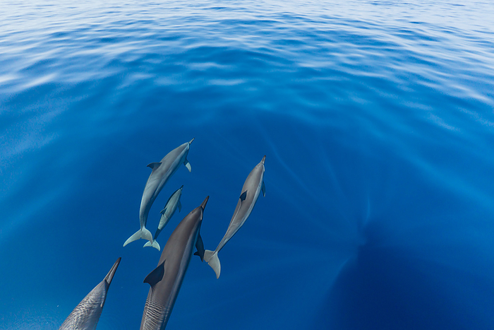 Ogasawara Long beaked dolphin swimming at the bow of a boat Long beaked dolphin  Tursiops truncatus 