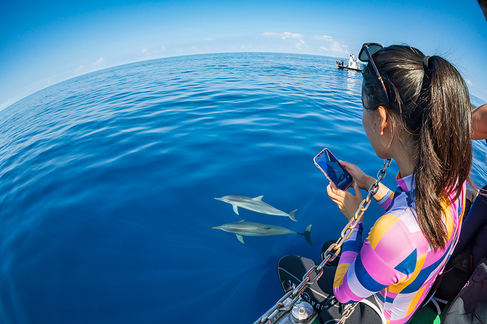 Ogasawara Woman taking pictures of dolphins with her smartphone Long beaked dolphin watching