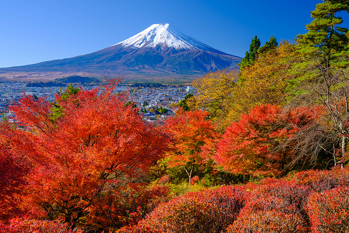 Yamanashi Prefecture Autumn Leaves Trees and Mt.