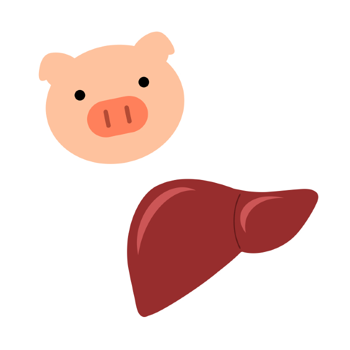 pig liver