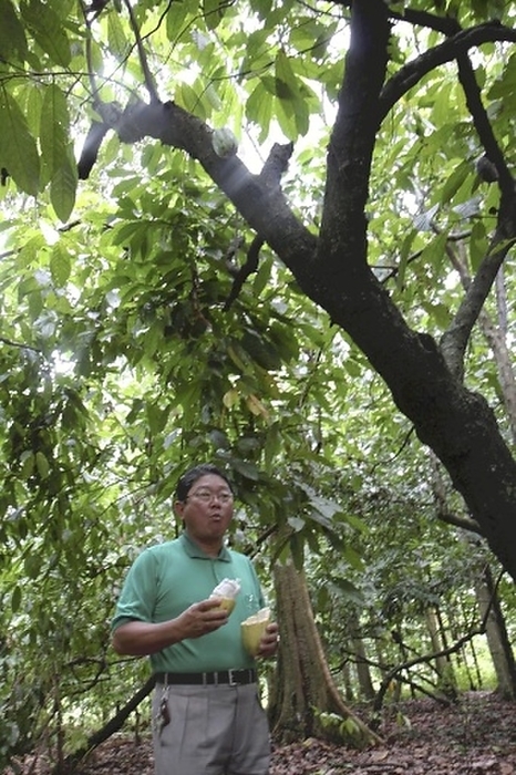 Wataru Sakaguchi enjoying sweet cacao fruit at his farm in Tom as  around April 2008 . Wataru Sakaguchi, photographed in April 2008, enjoys sweet cacao fruit at his farm in Tomeas, a Japanese settlement along the Amazon River. The photo was published in the morning edition of the May 1, 2008, edition of  100 Years of Voyages.