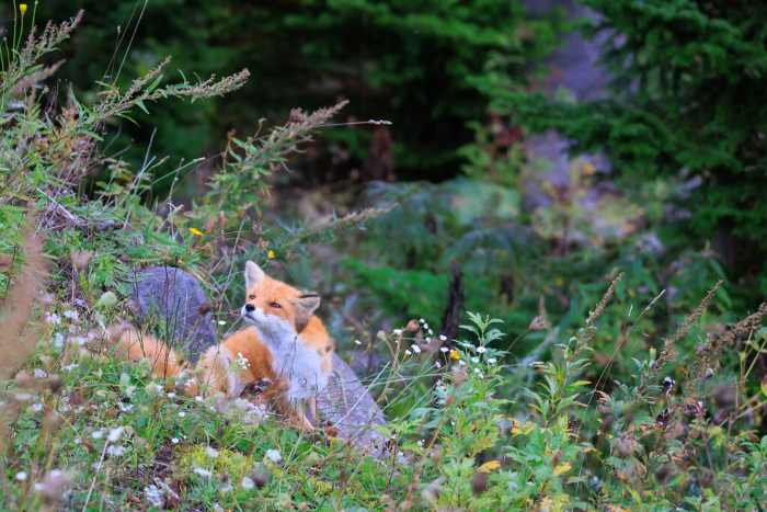 Foxes in Shiretoko Peninsula 