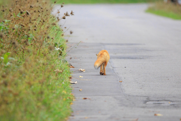 Foxes in Shiretoko Peninsula 