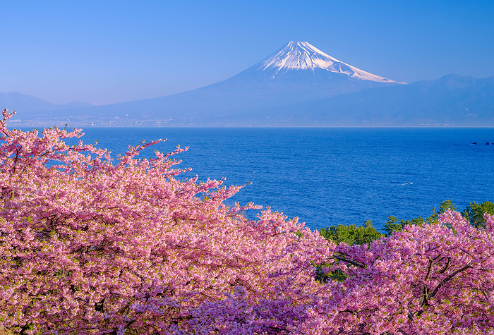 Fuji over the sea with Kawazu cherry blossoms, Shizuoka Prefecture
