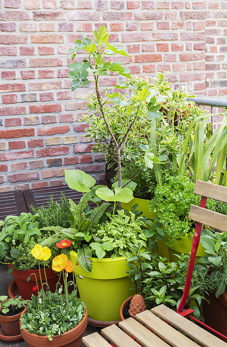 Flower and vegetable plants on balcony