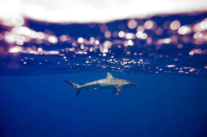 A galapagos shark cruising near the surface., Photo by Ben Horton / Design Pics