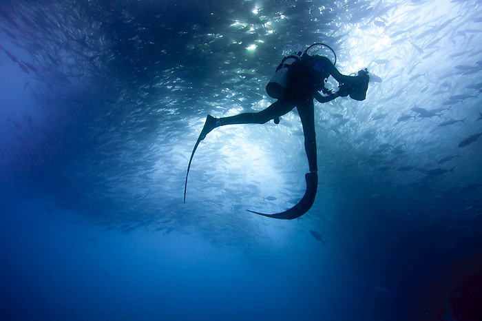 A diver swims with a large school of jack fish; Cabo San Lucas, Baja California Sur, Mexico, Photo by Ben Horton / Design Pics