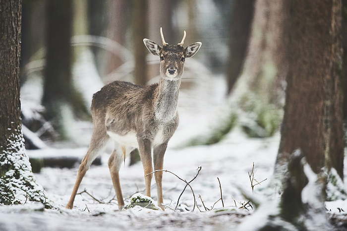 dama deer Fallow deer  Dama dama  in a snowy forest, captive  Bavaria, Germany, Photo by David   Micha Sheldon   Design Pics