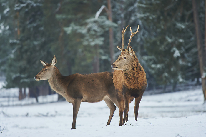 red deer  Cervus elaphus  Red deer  Cervus elaphus  stag and hind together on a snowy meadow, captive  Bavaria, Germany, Photo by David   Micha Sheldon   Design Pics