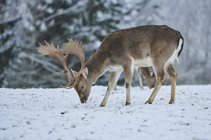dama deer Herd of Fallow deer  Dama dama  grazing on a snowy meadow, captive  Bavaria, Germany, Photo by David   Micha Sheldon   Design Pics