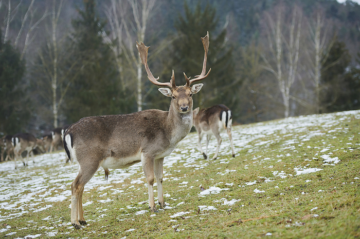 dama deer Fallow deer  Dama dama  buck with herd on a meadow  Bavaria, Germany, Photo by David   Micha Sheldon   Design Pics