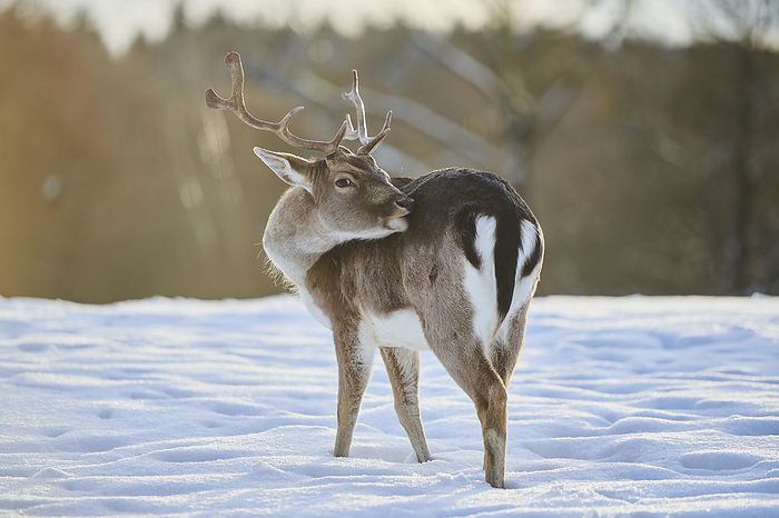 dama deer Fallow deer  Dama dama  buck on a snowy meadow  Bavaria, Germany, Photo by David   Micha Sheldon   Design Pics