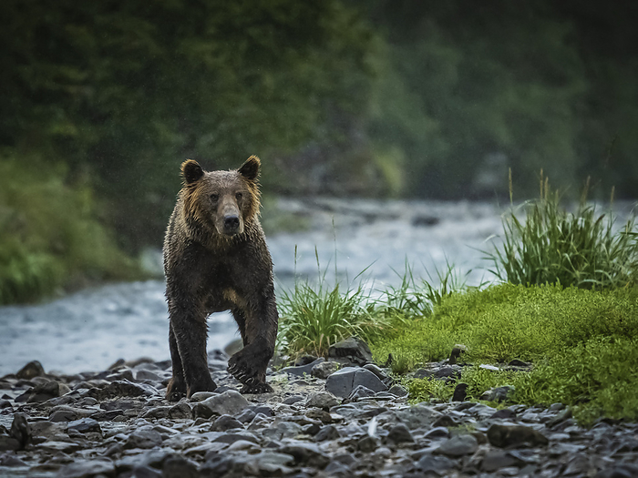 grizzly bear  Ursus arctos horribilis  Coastal Brown Bear  Ursus arctos horribilis  walking along the rocky shore fishing for salmon in Geographic Harbor  Katmai National Park and Preserve, Alaska, United States of America, Photo by Ralph Lee Hopkins   Design Pics