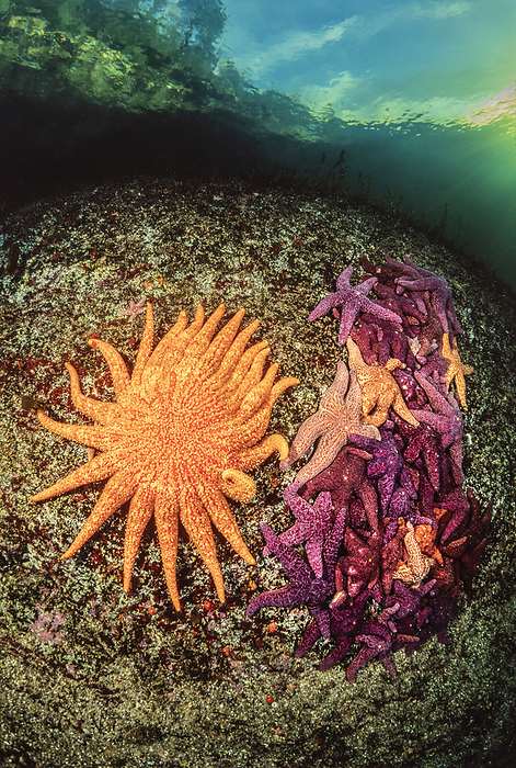 A sunflower seastar (Pycnopodia helianthoides) and a mass of ochre sea stars (Pisaster ochraceus). A disease-associated die off known as the Sea Star Wasting Syndrome has made scenes like this few and far between. This image was shot on film in 1980 before the disease was wide spread. Sunflower seastars are the largest species of starfish in the world with up to 26 arms; British Columbia, Canada, Photo by Dave Fleetham / Design Pics