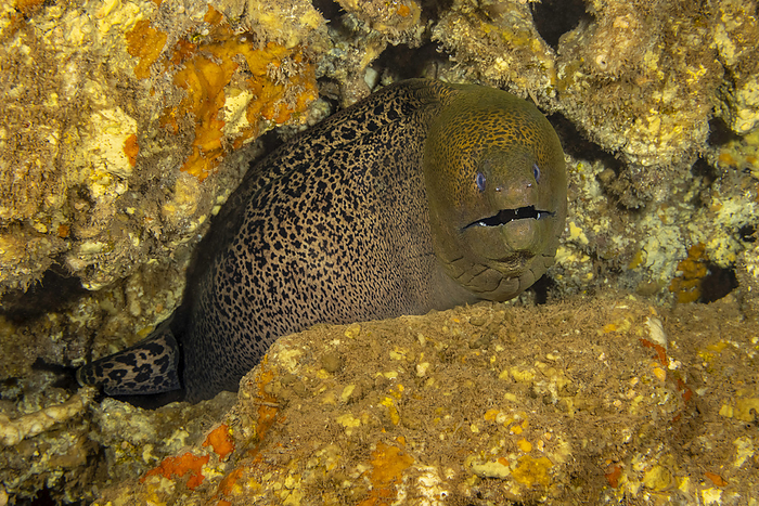 moray eel  Gymnothorax kidako  The giant moray eel  Gymnothorax javanicus  can be found around the world in tropical waters, but is very rare in Hawaii  Hawaii, United States of America, Photo by Dave Fleetham   Design Pics