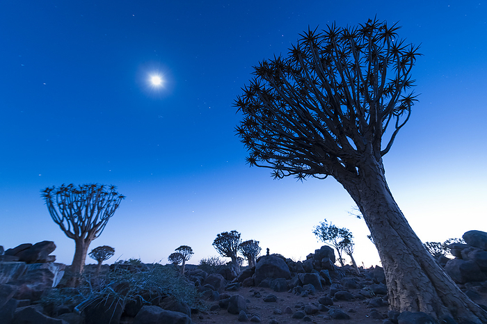 Quiver trees (Aloidendron dichotomum) and the moon before dawn in the Quiver Tree Forest, near Keetmanshoop; ǁKaras Region, Namibia, Photo by Ian Cumming / Design Pics