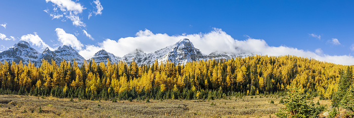 Panoramic of golden larch trees and the rugged Canadian Rockies in Larch Valley in Banff National Park; Alberta, Canada, Photo by Lyle Johnson / Design Pics
