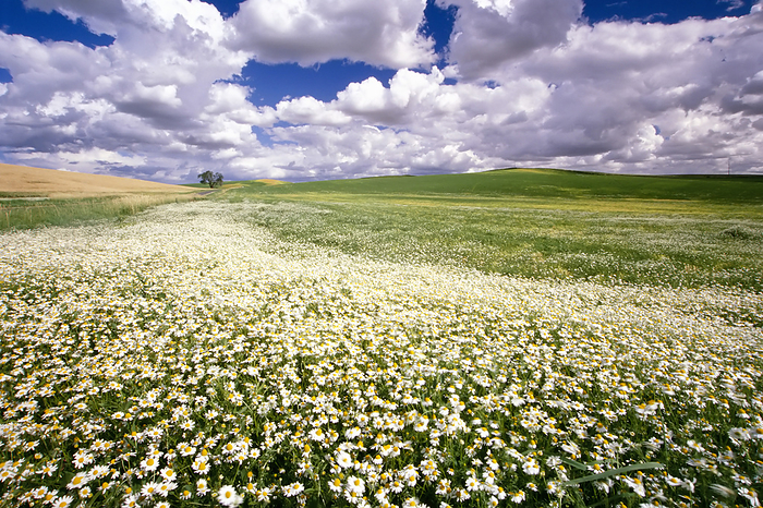 Daisy field under a cloud-filled sky; Washington, United States of America, Photo by Craig Tuttle / Design Pics