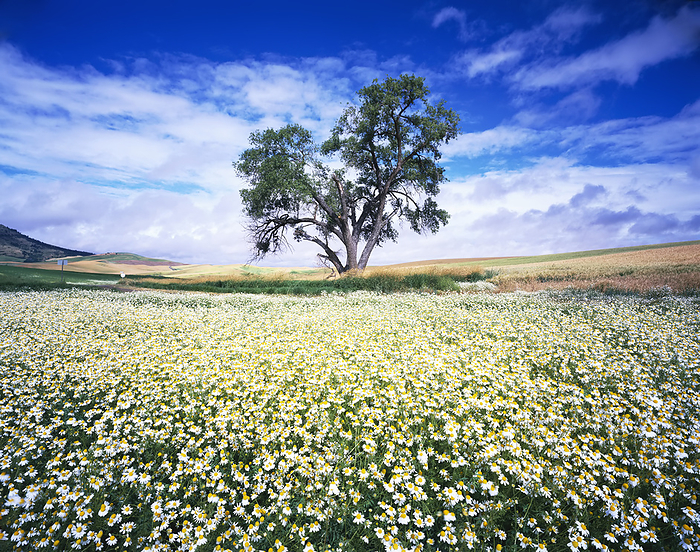 Daisy field under a cloud-filled sky; Washington, United States of America, Photo by Craig Tuttle / Design Pics
