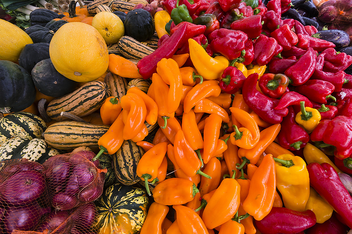 Fresh organic autumn vegetables on display for sale at a street market - pumpkins, red, orange and purple peppers, onions, eggplant; Sutton, Quebec, Canada, Photo by Alberto Biscaro / Design Pics