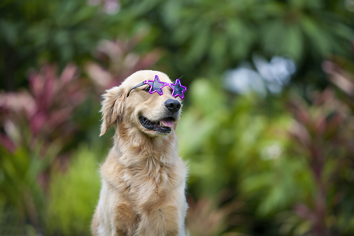 Golden retriever dog wearing sunglasses, ready for the beach; Paia, Maui, Hawaii, United States of America, Photo by Ron Dahlquist / Design Pics