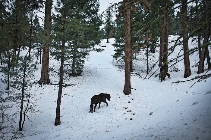 Wild horses struggle to find food in the snow packed mountains of eastern Oregon. About 60 mustangs that are remnants of Indian and settlers horses roam the Big Summit Horse Territory; Prineville, Oregon, United States of America, Photo by Melissa Farlow / Design Pics