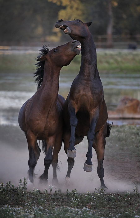 Stallions bite and battle at the Wild Horse Sanctuary; Shingletown, California, United States of America, Photo by Melissa Farlow / Design Pics