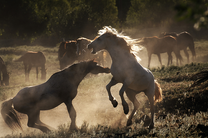 Mustang fights a roan stallion at the Wild Horse Sanctuary; Shingletown, California, United States of America, Photo by Melissa Farlow / Design Pics