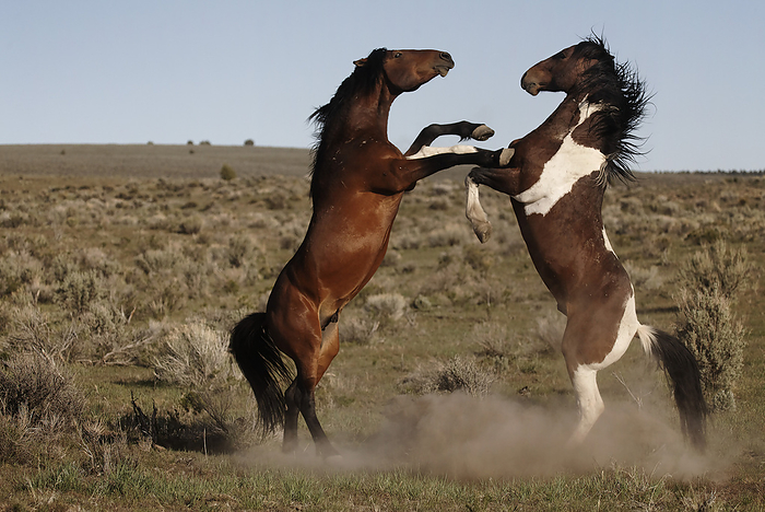 Stud challenging a paint stallion as they moved toward a water hole; Frenchglen, Oregon, United States of America, Photo by Melissa Farlow / Design Pics