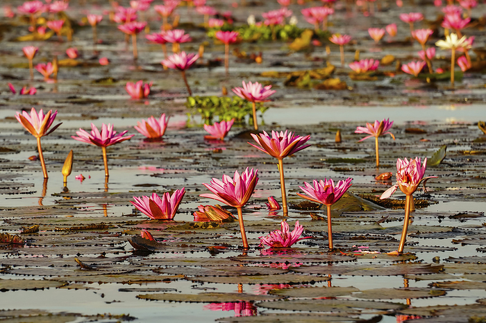 Blossoming Lotus Flowers (Nelumbo nucifera) on Red Lotus Lake; Chiang Haeo, Thailand, Photo by Ernest Manewal / Design Pics