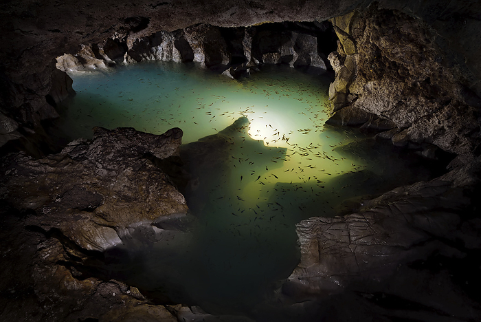Vast numbers of cave fish inhabit a small deep pool of sulphurous water inside Cueva de Villa Luz in Tabasco, Mexico.; Tabasco State, Mexico., Photo by Robbie Shone / Design Pics