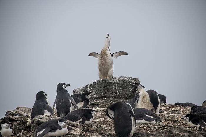 chinstrap penguin  Pygoscelis antarctica  Chinstrap penguins  Pygoscelis antarcticus  at South Shetland Island of Barrientos, in Antarctica  Antarctica, Photo by Karen Kasmauski   Design Pics