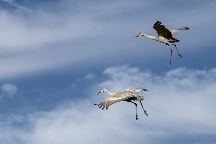 sandhill crane  Grus canadensis  Pair of Sandhill Cranes  Antigone canadensis  with wings outstretched and legs dangling prepares to land at Bosque del Apache National Wildlife Refuge  New Mexico, United States of America, Photo by Kenneth Whitten   Design Pics