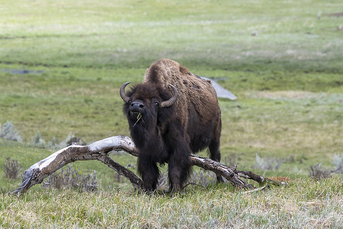 American bison  Bison bison  Female Bison  Bison bison  rubs her belly on a fallen log in Yellowstone National Park  Wyoming, United States of America, Photo by Kenneth Whitten   Design Pics