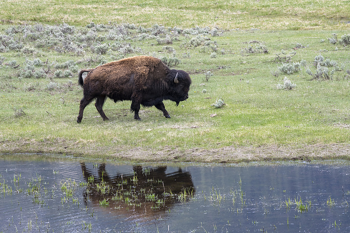 American bison  Bison bison  Bison  Bison bison  reflected in a pond in the Lamar Valley of Yellowstone National Park  Wyoming, United States of America, Photo by Kenneth Whitten   Design Pics