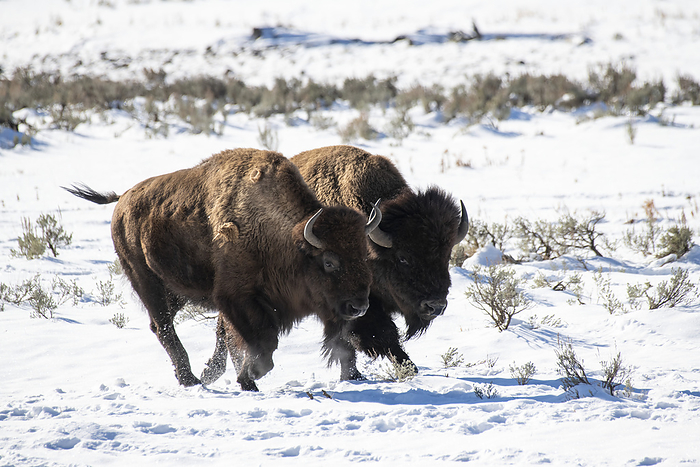 American bison  Bison bison  Male and female Bison  Bison bison  running side by side through the snow in Yellowstone National Park  Wyoming, United States of America, Photo by Kenneth Whitten   Design Pics