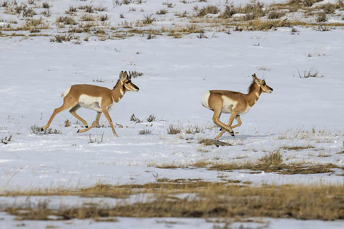 pronghorn  Antilocapra americana  Pair of Pronghorn Antelope  Antilocapra americana  running through snow  Wyoming, United States of America, Photo by Kenneth Whitten   Design Pics